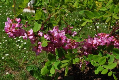 Robinia hispida 'Macrophylla' - trnovník akát - květy